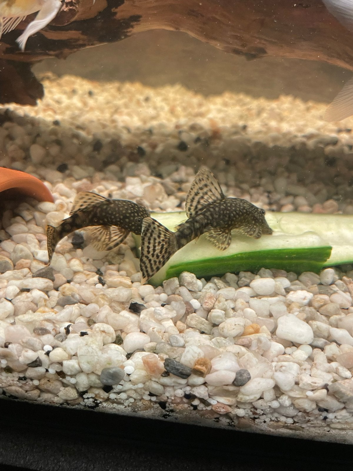 Borstel neus pleco’s, Dieren en Toebehoren, Vis, Zoetwatervis, Schoolvis