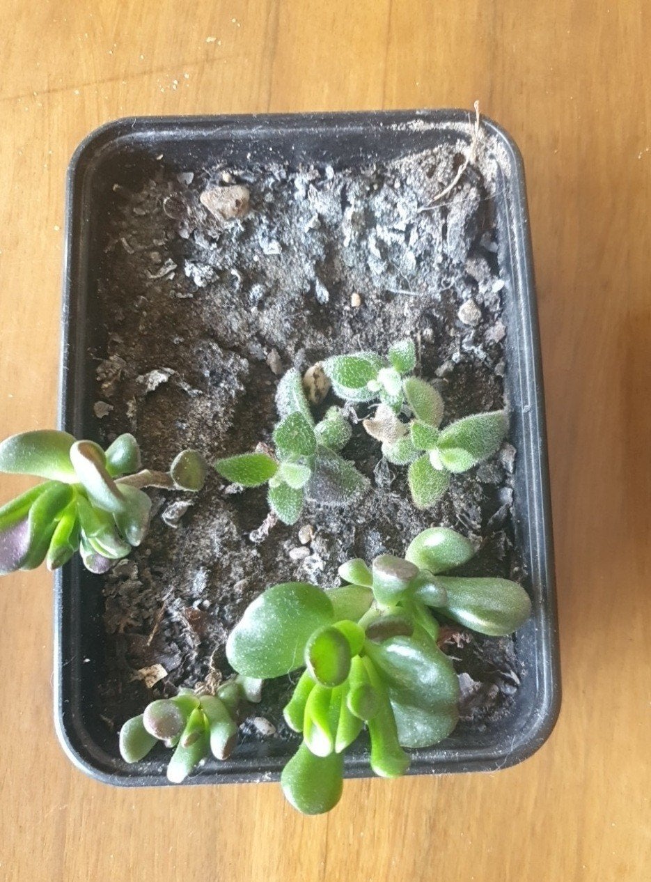 crassula, jadeplant, dikblad, vetplantjes, bureauplant, Ophalen, Vetplant, Halfschaduw, Minder dan 100 cm