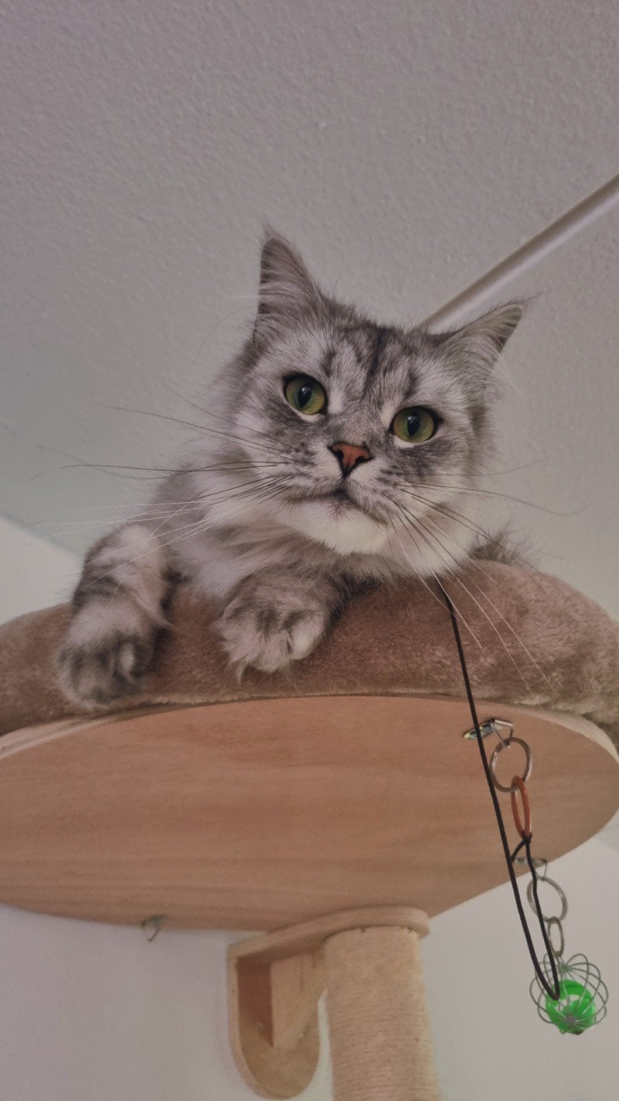 Opzoek naar een derde speelmaatje!, Kater