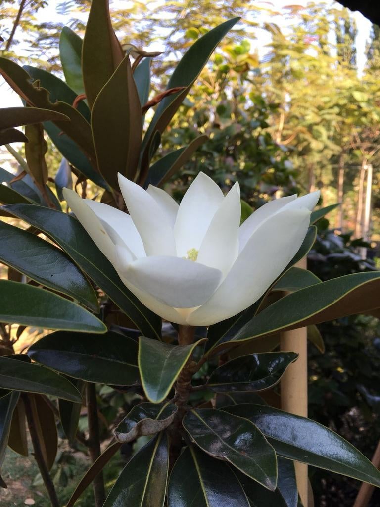 Magnolia grandiflora Alta (TMGH pbr) / wintergroene Magnolia, Tuin en Terras, 250 tot 400 cm, Zomer, Ophalen, Volle zon