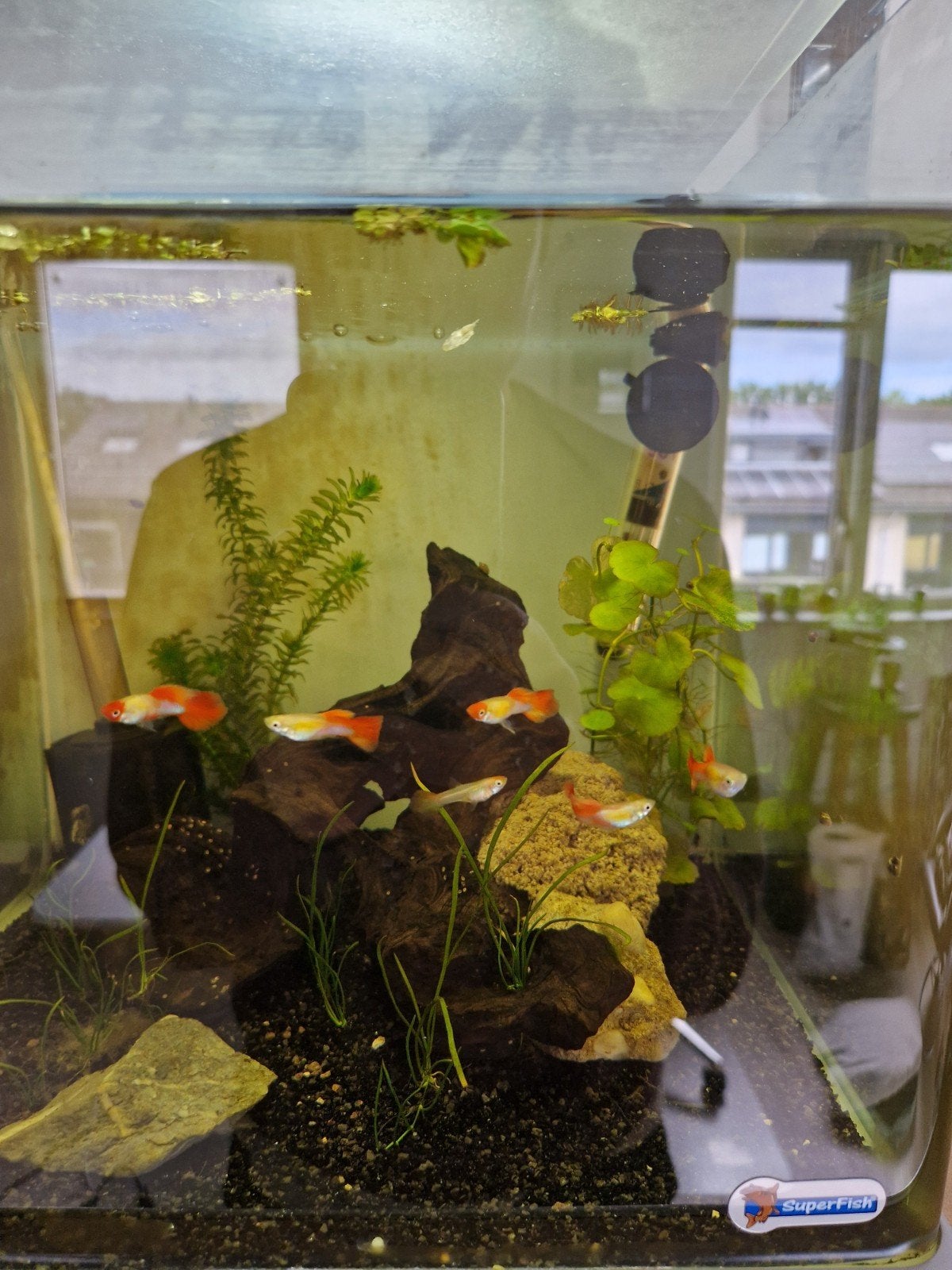 Mooie red tail guppen, Dieren en Toebehoren, Vis