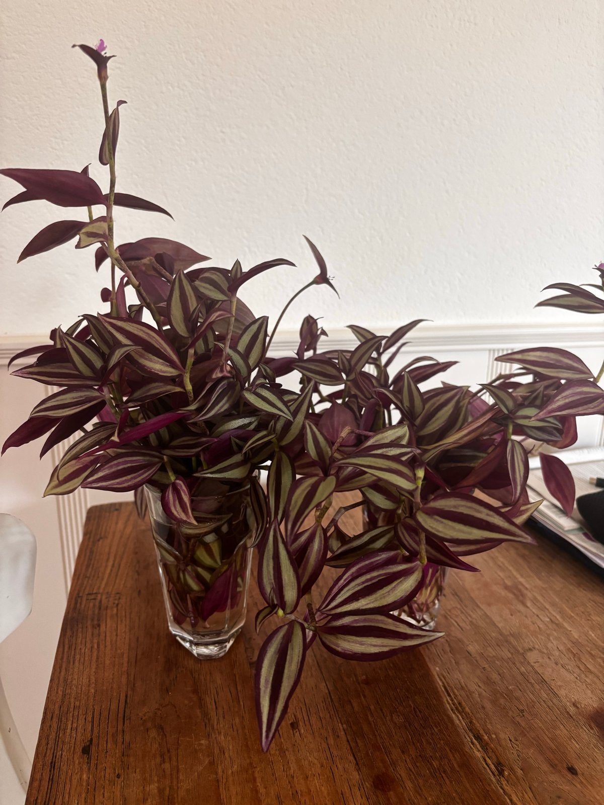 Mooie Tradescantia Zebrina stekjes, Huis en Inrichting, Overige soorten, In pot, Minder dan 100 cm, Groene kamerplant
