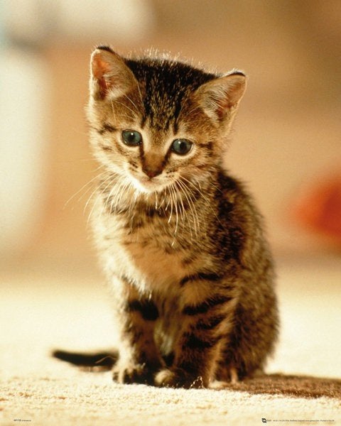 Mini poster kitten, NIEUW in plastic, Ophalen, Rechthoekig Staand, Nieuw, A1 t/m A3