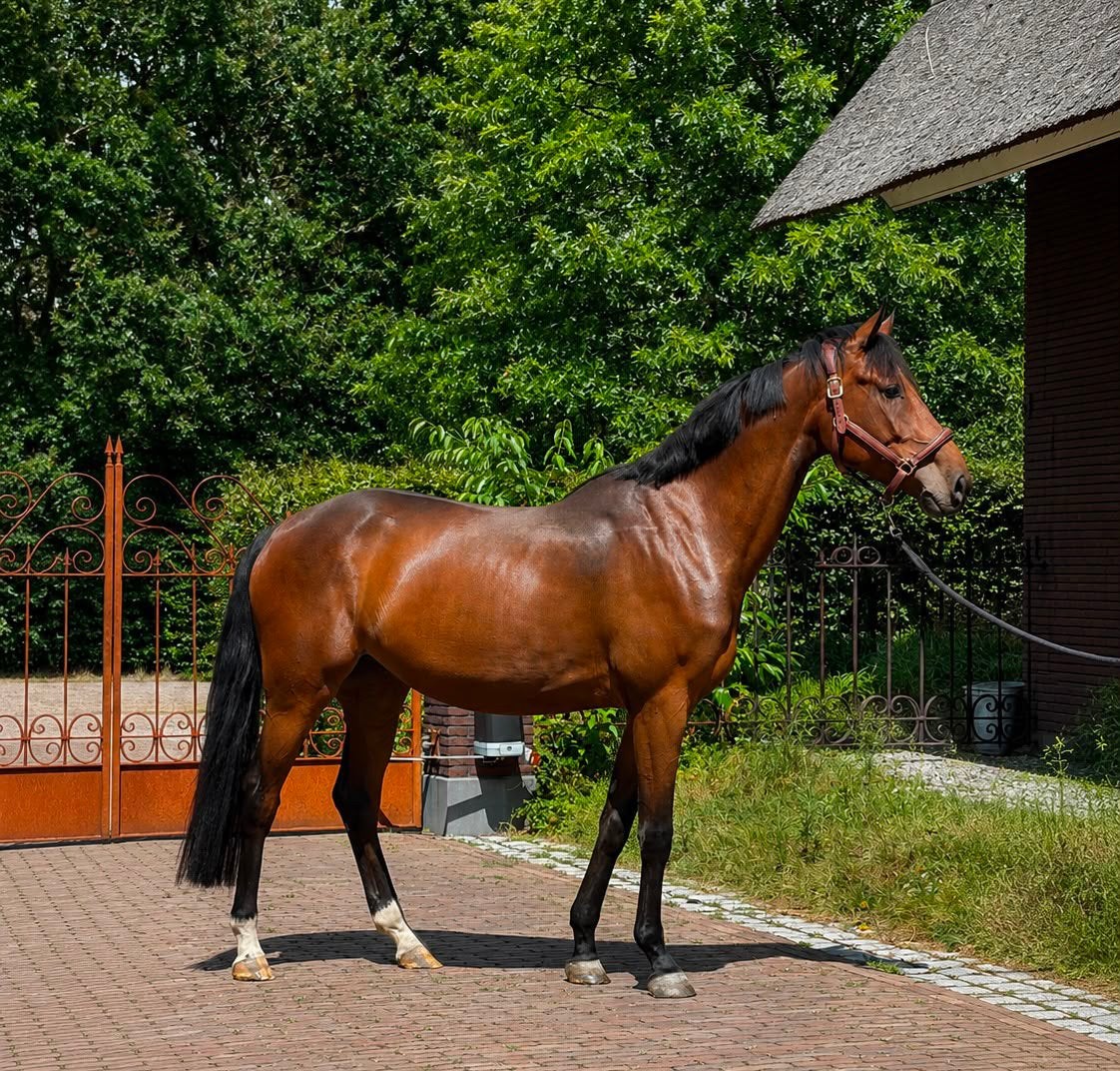 Prachtige 4-jarige BWP merrie uit Corlou PS x Dutch Capitol, Merrie, Met stamboom, Springpaard, Zadelmak