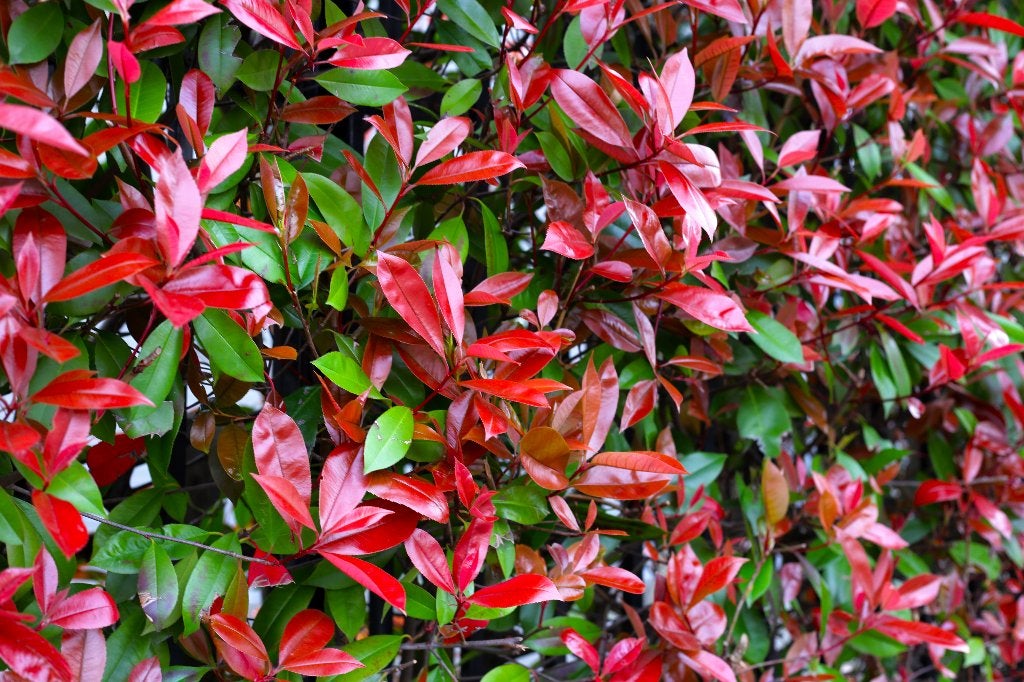 Glansmispel | Photinia 'Red robin' | P9 haagplant, Tuin en Terras, Ophalen of Verzenden, Overige soorten, Minder dan 100 cm