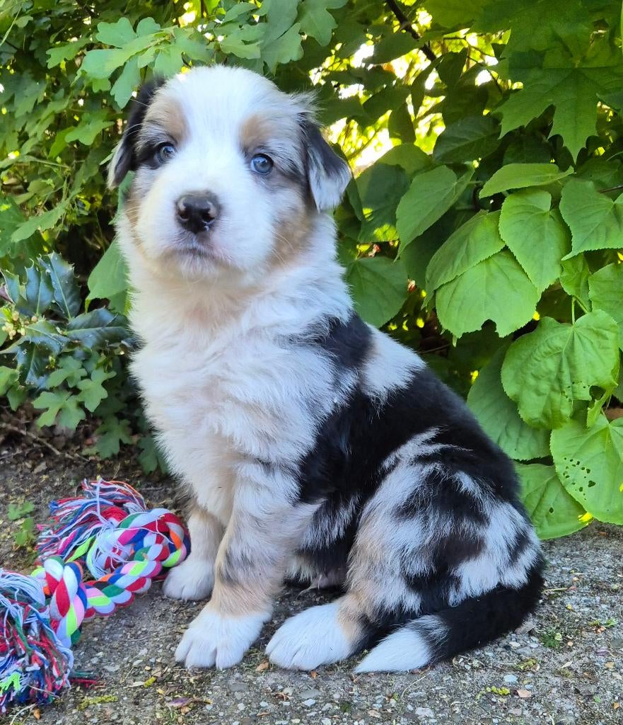Australian shepherd x Berner Sennen (25%) pups, Nederland, Parvo, Overige rassen, 8 tot 15 weken