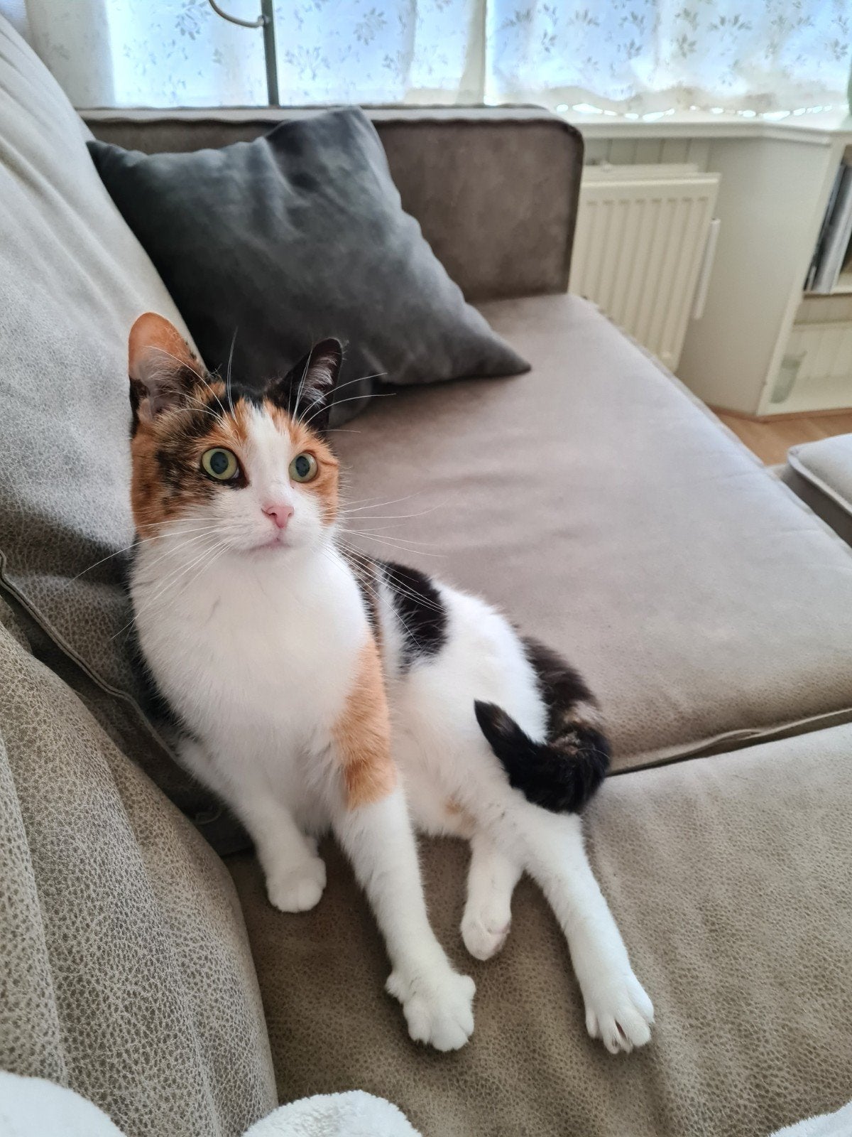 Poes, Europese korthaar, Poes