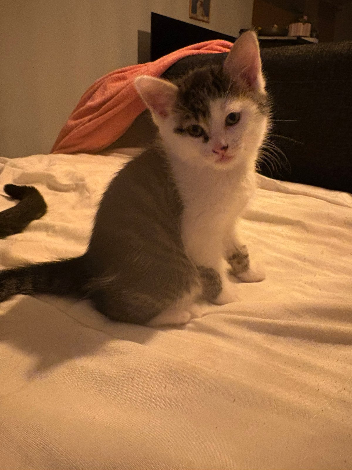Kittens te koop, Meerdere dieren, Kortharig, 0 tot 2 jaar