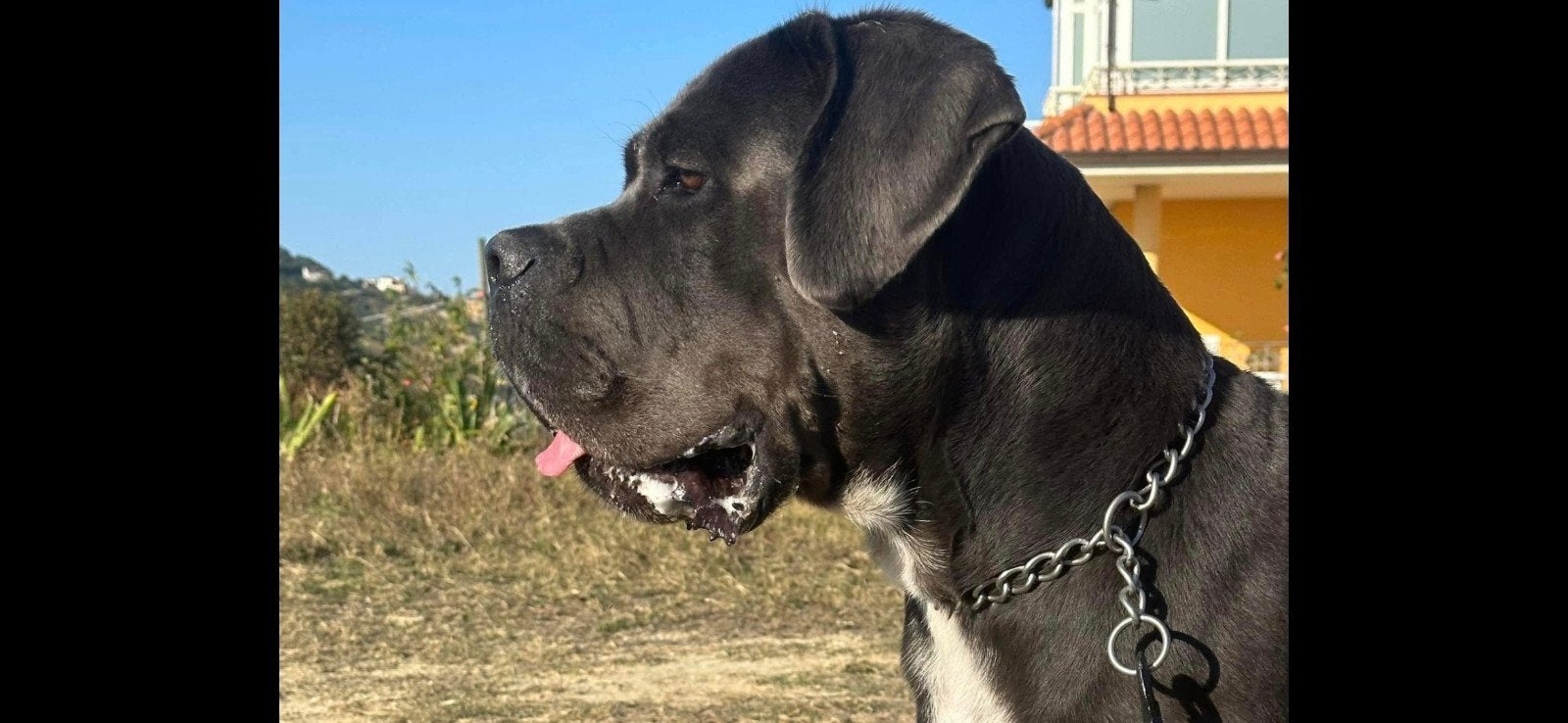 Cane Corso reu, 6 jaar of ouder, Eén hond, Nederland, Particulier