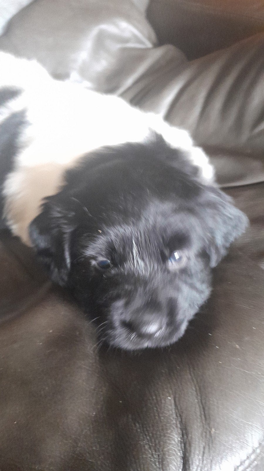 friese stabij puppy  mooie puppy  5 reutjes, Dieren en Toebehoren, Honden | Niet-rashonden, Reu, 8 tot 15 weken, Meerdere, Middel