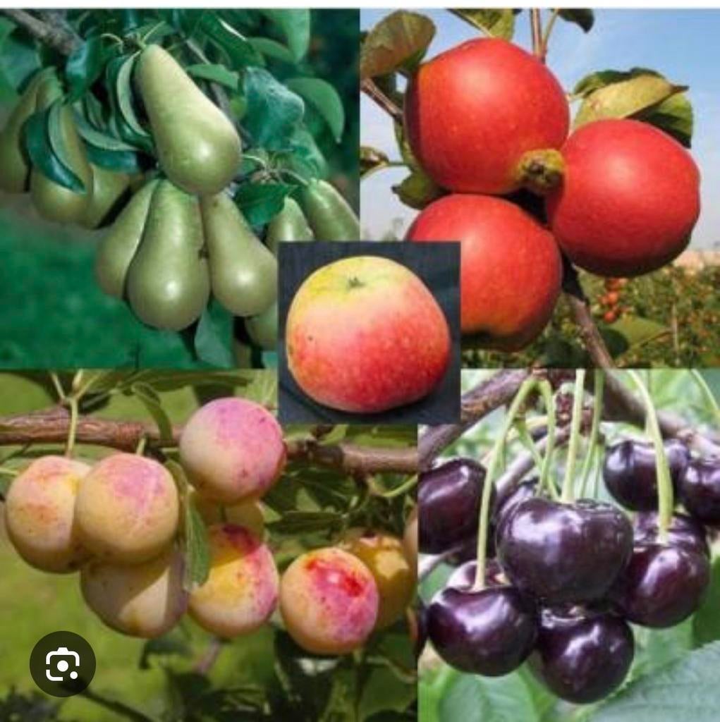 Gratis fruitbomen gezocht, ik kom het zelf uitgraven., Ophalen, Appelboom