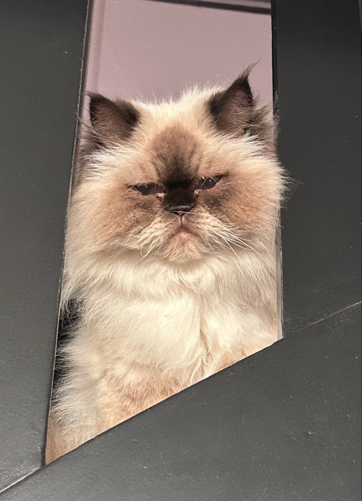 Gezocht warm nestje voor deze 2 superlieve poezen, Dieren en Toebehoren, Katten en Kittens | Overige Katten, Poes