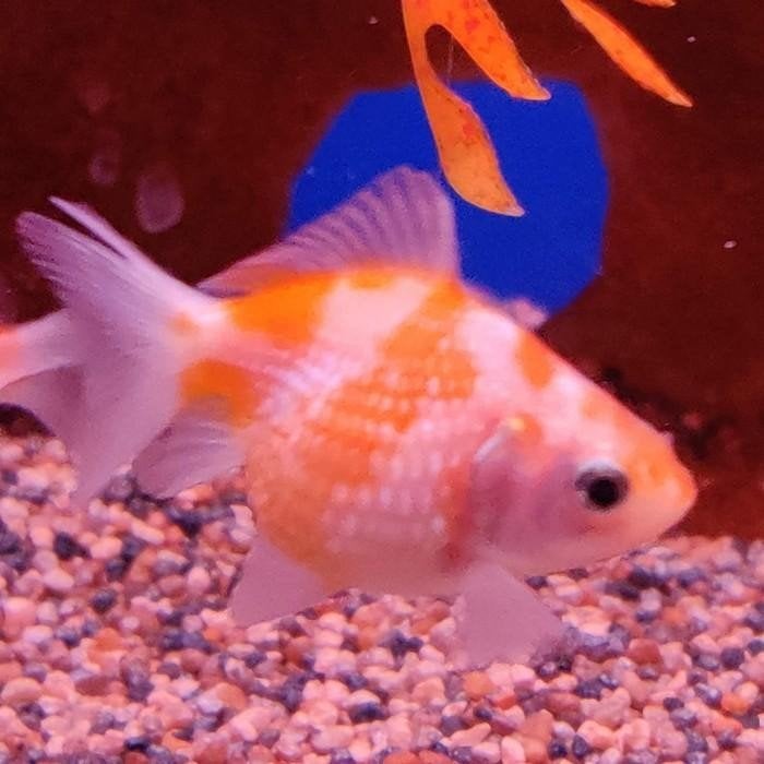 Carrasius auratus, Vis