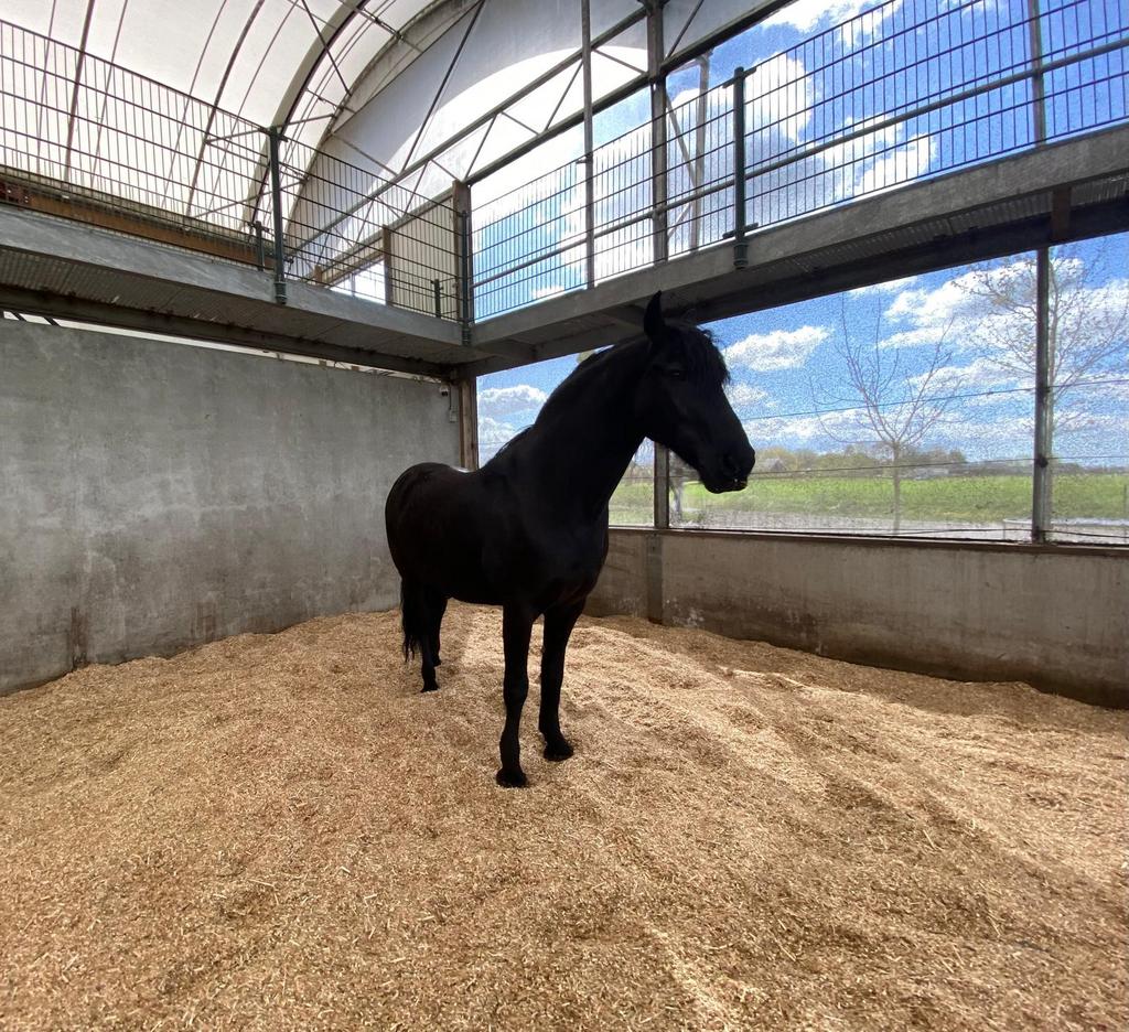 Miscanthus gehakseld ipv vlas als bedding voor paarden., Ophalen