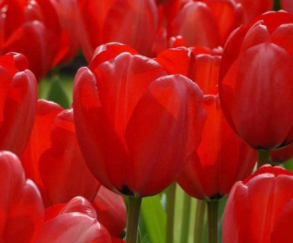 Rode Tulpenbollen - Prachtige Voorjaarsbloeiers, Tuin en Terras, Bloembollen en Zaden, Ophalen of Verzenden, Najaar, Volle zon