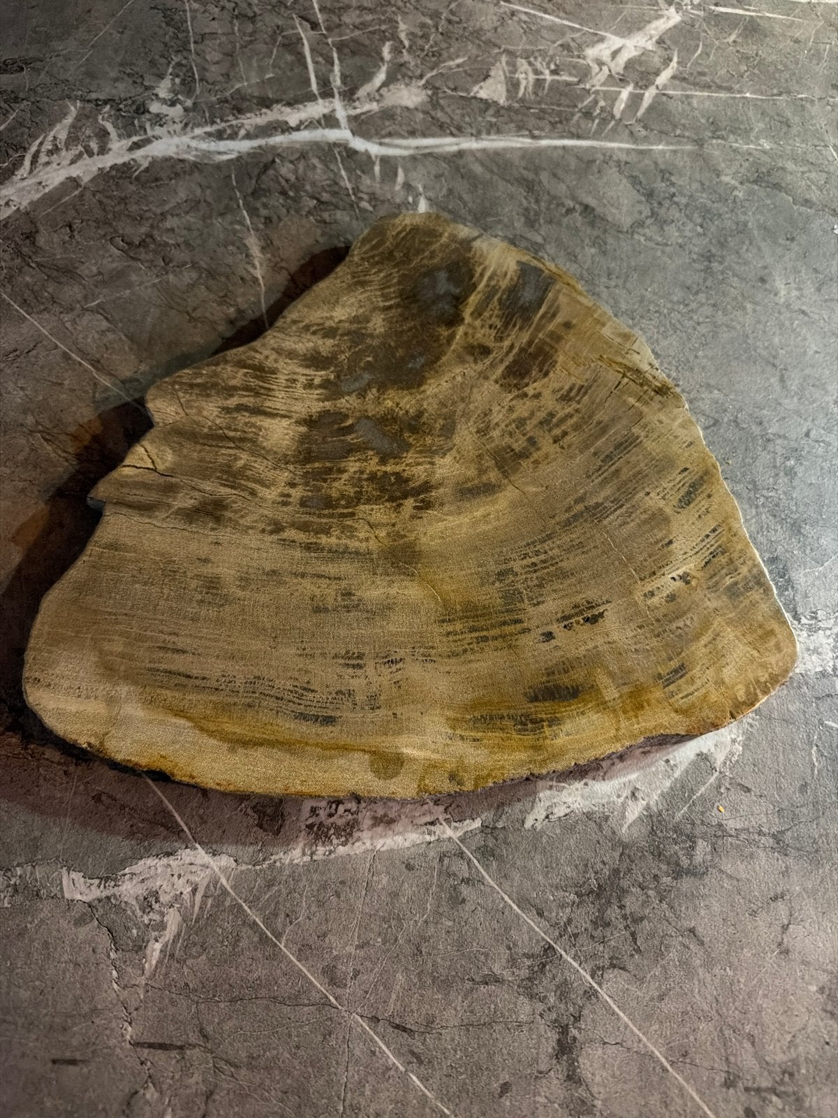 Versteend Hout - Uniek Decoratiestuk, Ophalen, Fossiel
