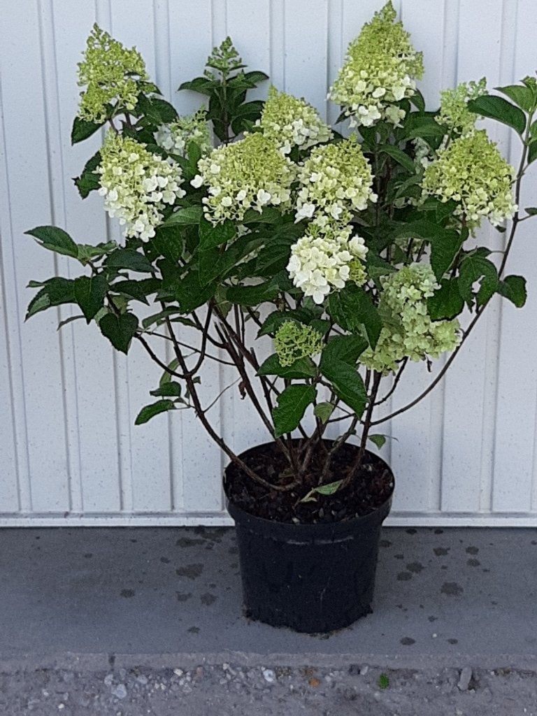 Pluimhortensia Hydrangea pan silver dollar, Vaste plant, Halfschaduw, Zomer, Ophalen