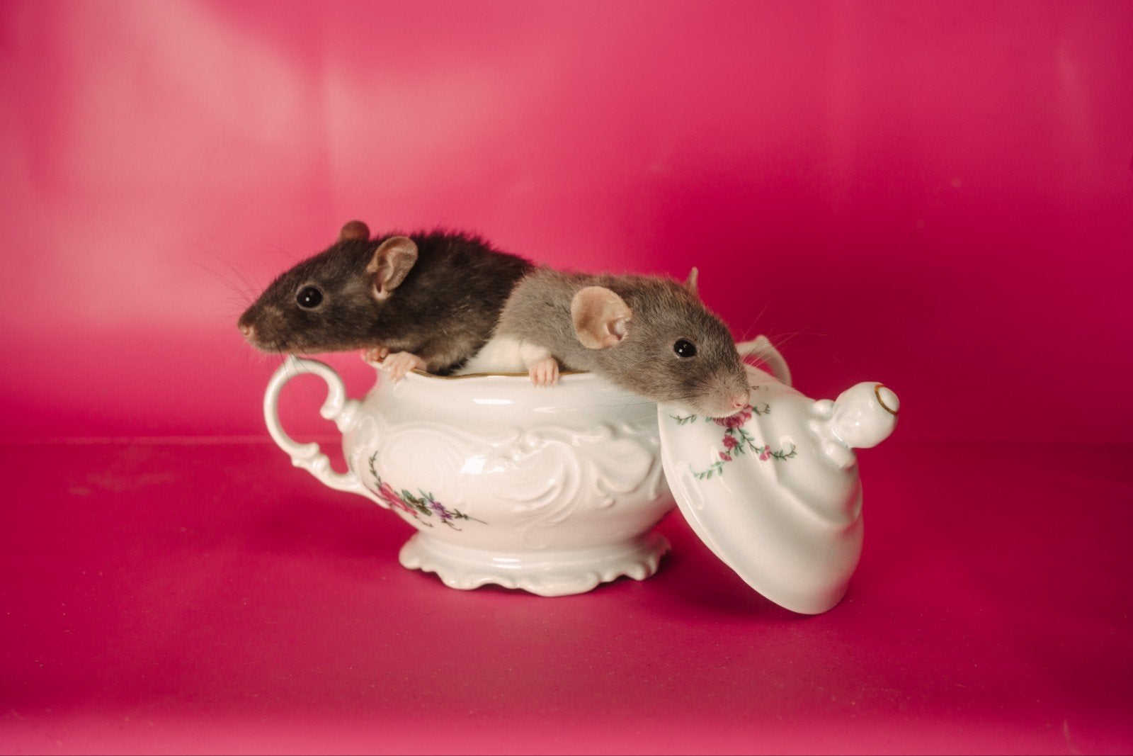 Dwergratjes zoeken huisje met andere dwergratjes, Rat, Vrouwelijk, Mei, Tam