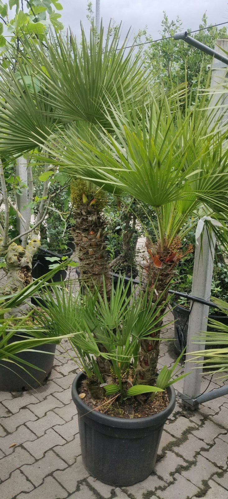 Chamaerops humilis - Europese Dwergpalm