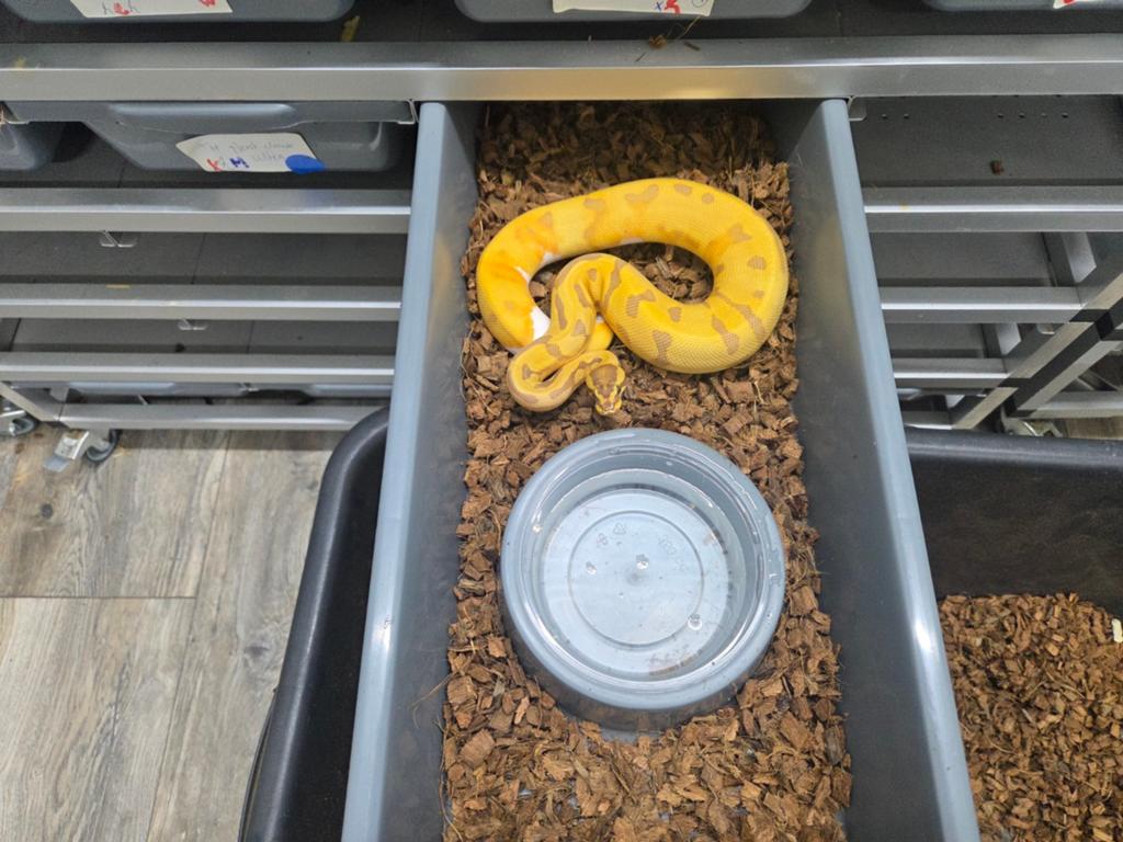 Div nakweek 25 ballpython regius python koningspython, Doe-het-zelf en Verbouw, Steigers, Overige typen, Minder dan 2 meter, Ophalen