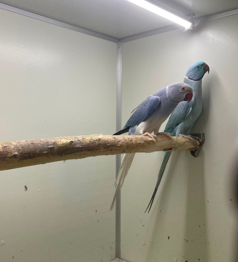 kweekkoppel halsbandparkieten opaline wkws, Dieren en Toebehoren, Meerdere dieren, Parkiet