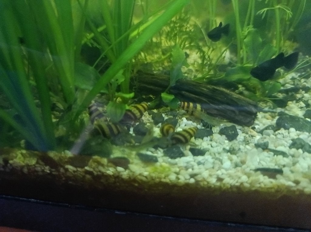 Anatome Helena, Slak of Weekdier, Zoetwatervis