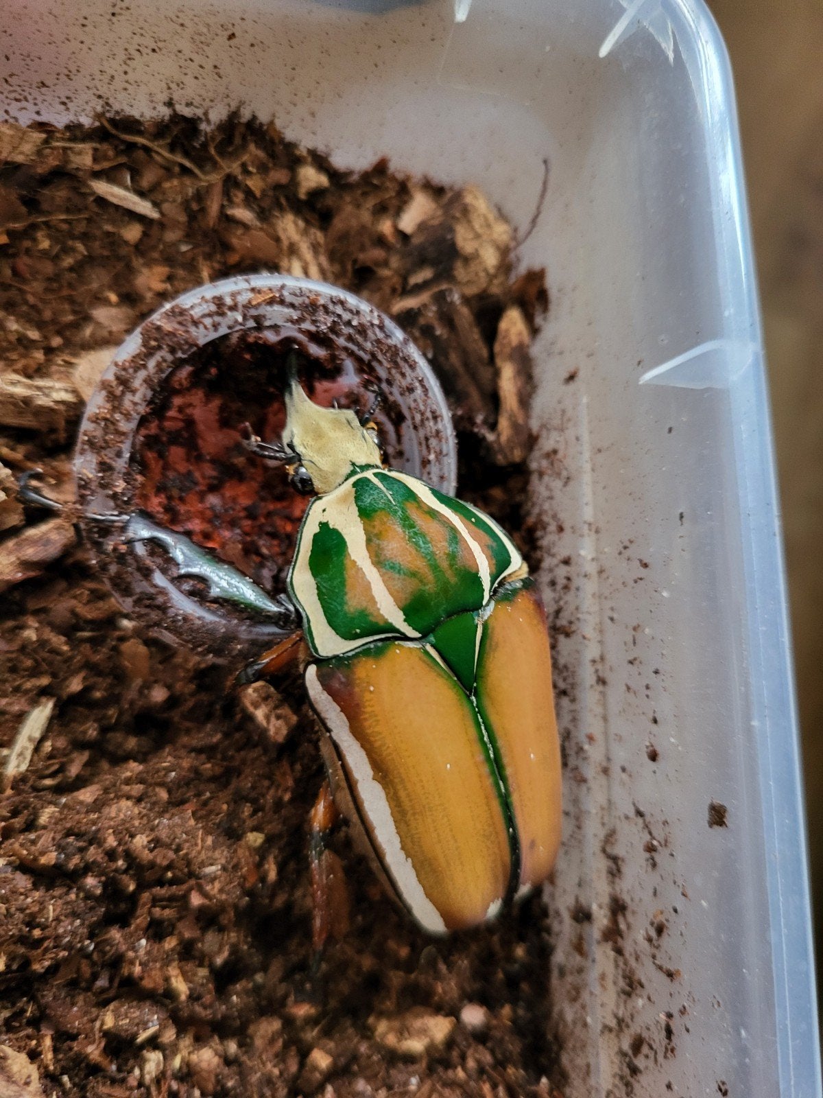 Mtu mecynorrhina torquata ugandensis, Overige soorten