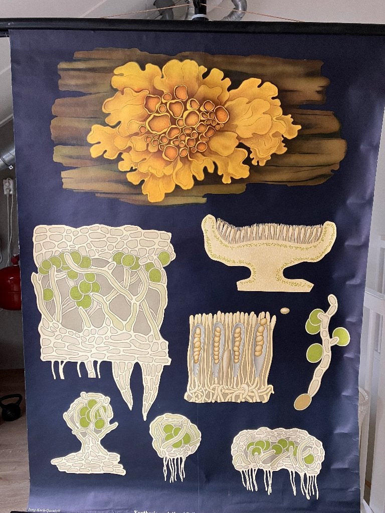 Schoolplaat Jung Koch Quentell Gelbe Wandflechte, Antiek en Kunst, Antiek | Schoolplaten, Ophalen, Natuur en Biologie