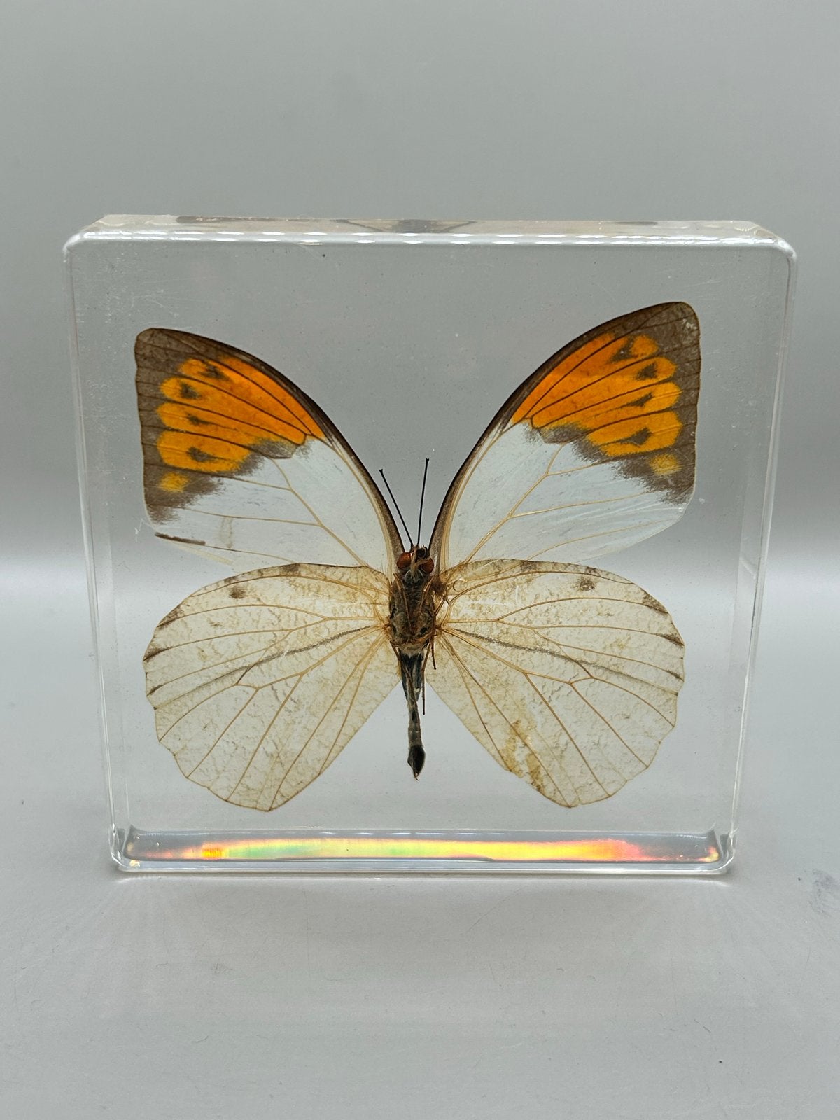 Magische Vlinder in Epoxy - Uniek Decoratiestuk, Ophalen of Verzenden, Nieuw, Insect, Overige typen