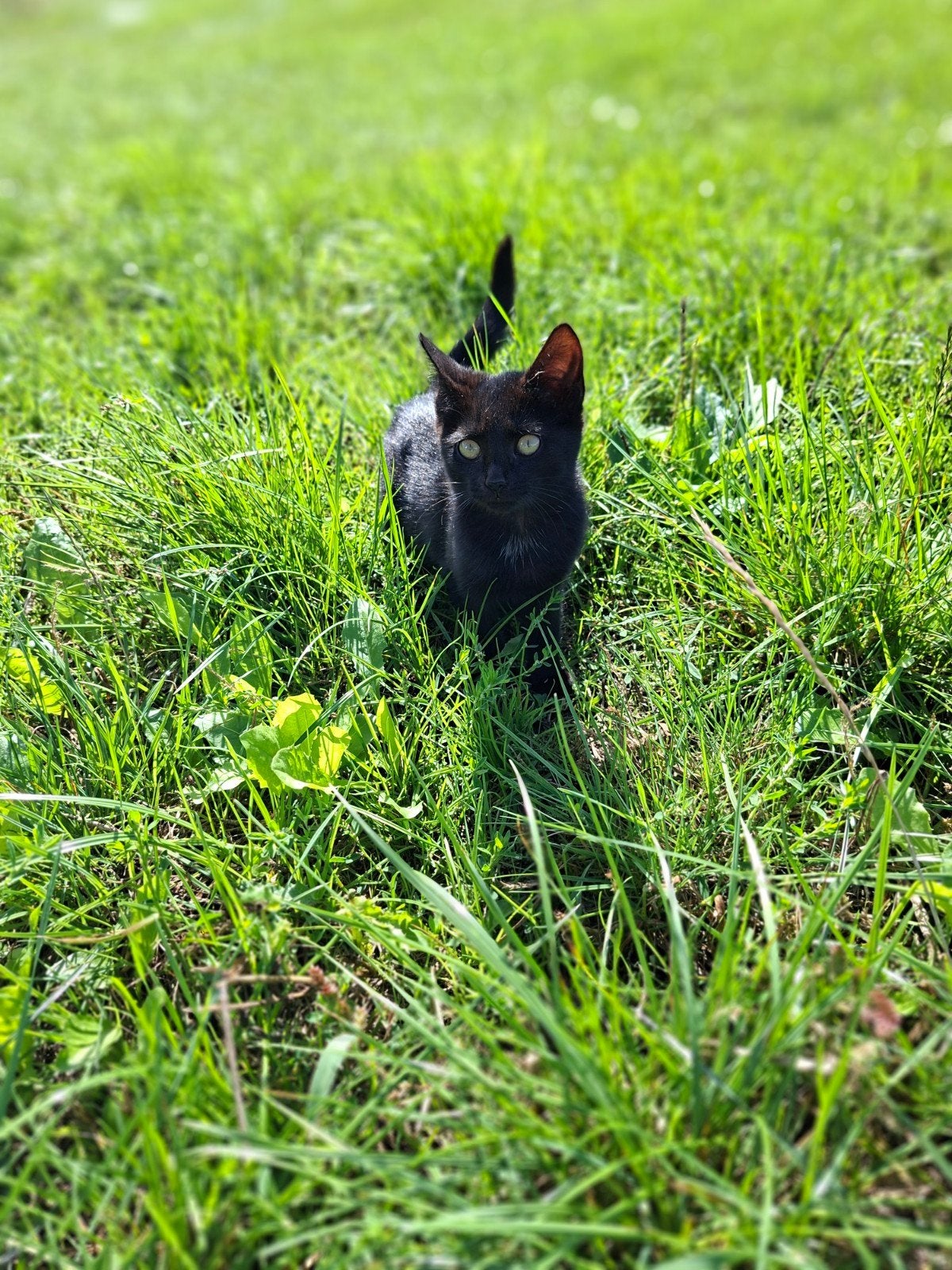 Boerderijkittens, helemaal zwart, Dieren en Toebehoren, Meerdere dieren, Kortharig, 0 tot 2 jaar