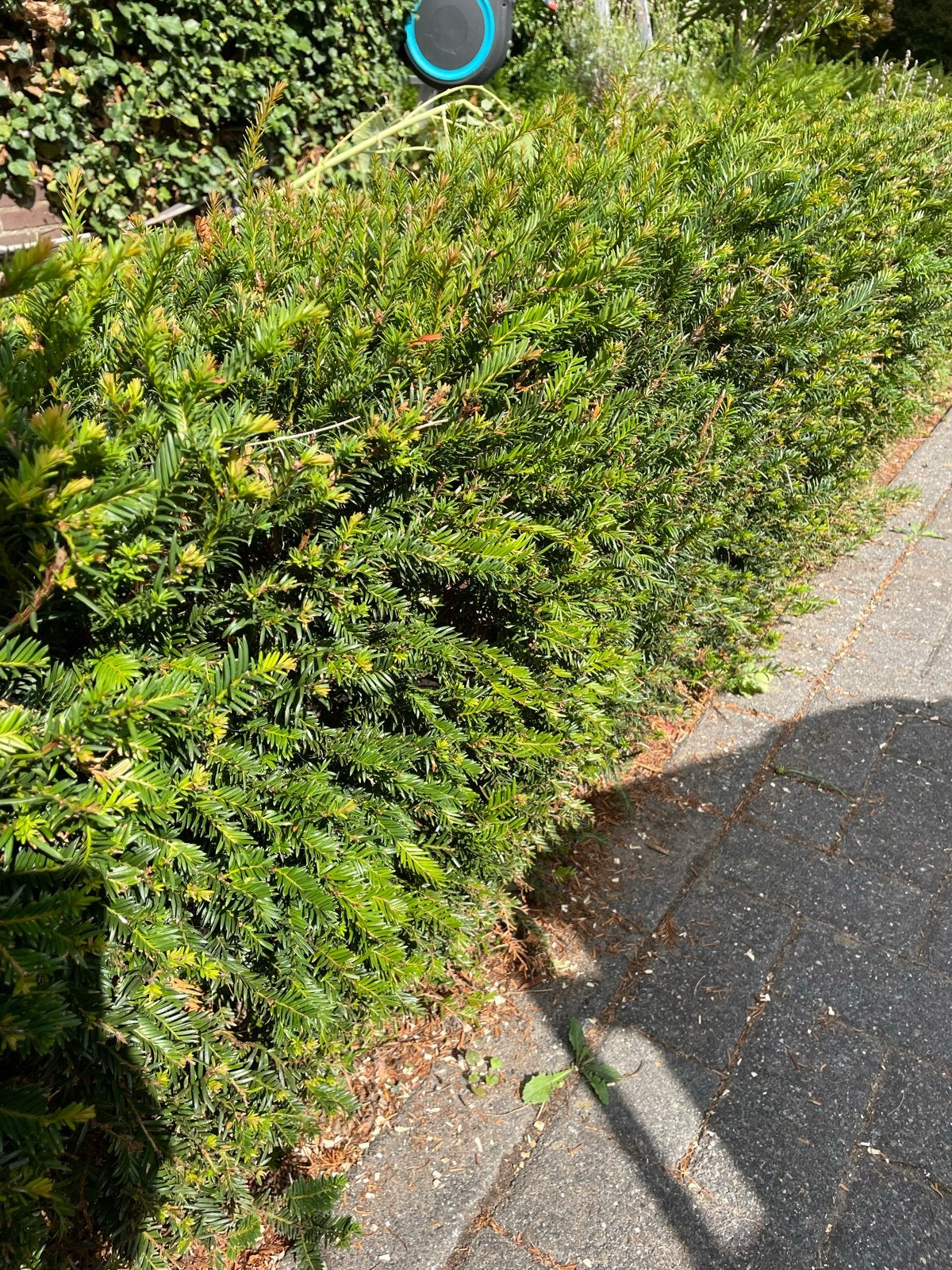 Gratis Taxus haagplanten - voor minimaal 18 meter, Ophalen, Taxus, Haag