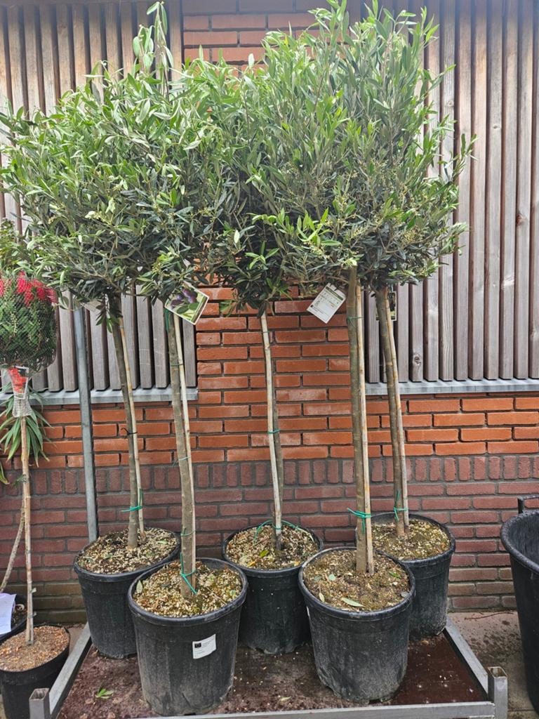 Olijfbomen diverse maten, dikke stam 99 euro, 100 tot 250 cm, Olijfboom, Zomer, Ophalen