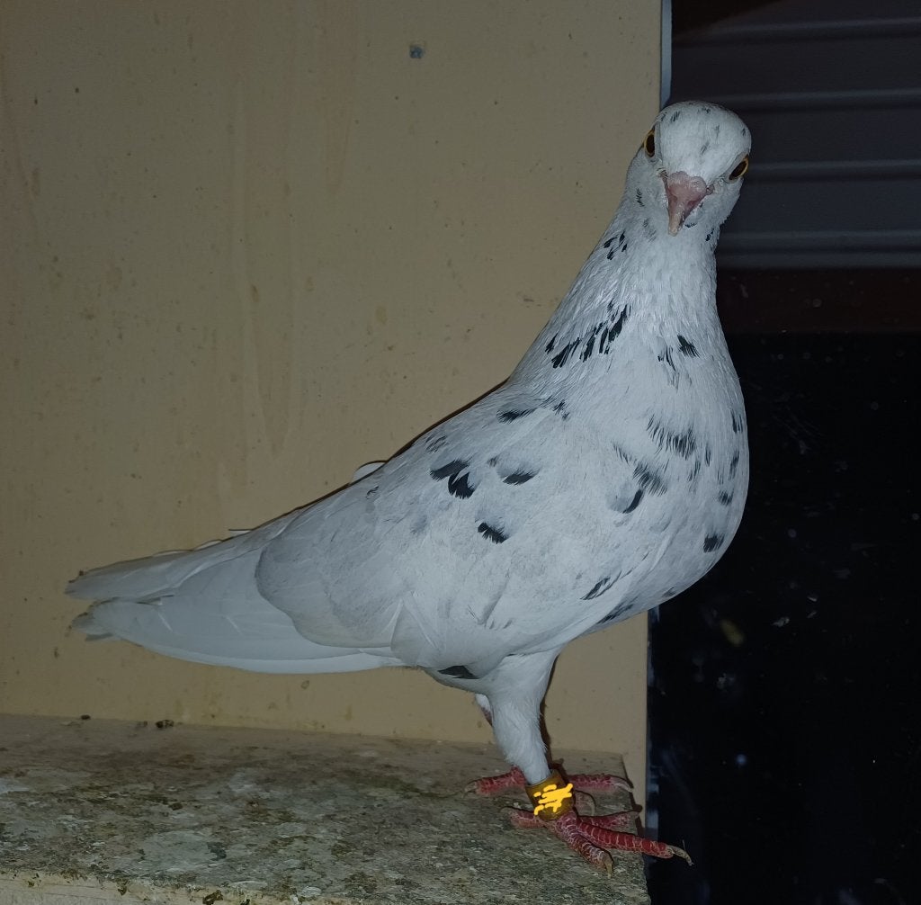 Duif vermist, Vrouwelijk, Tuimelaar of Roller