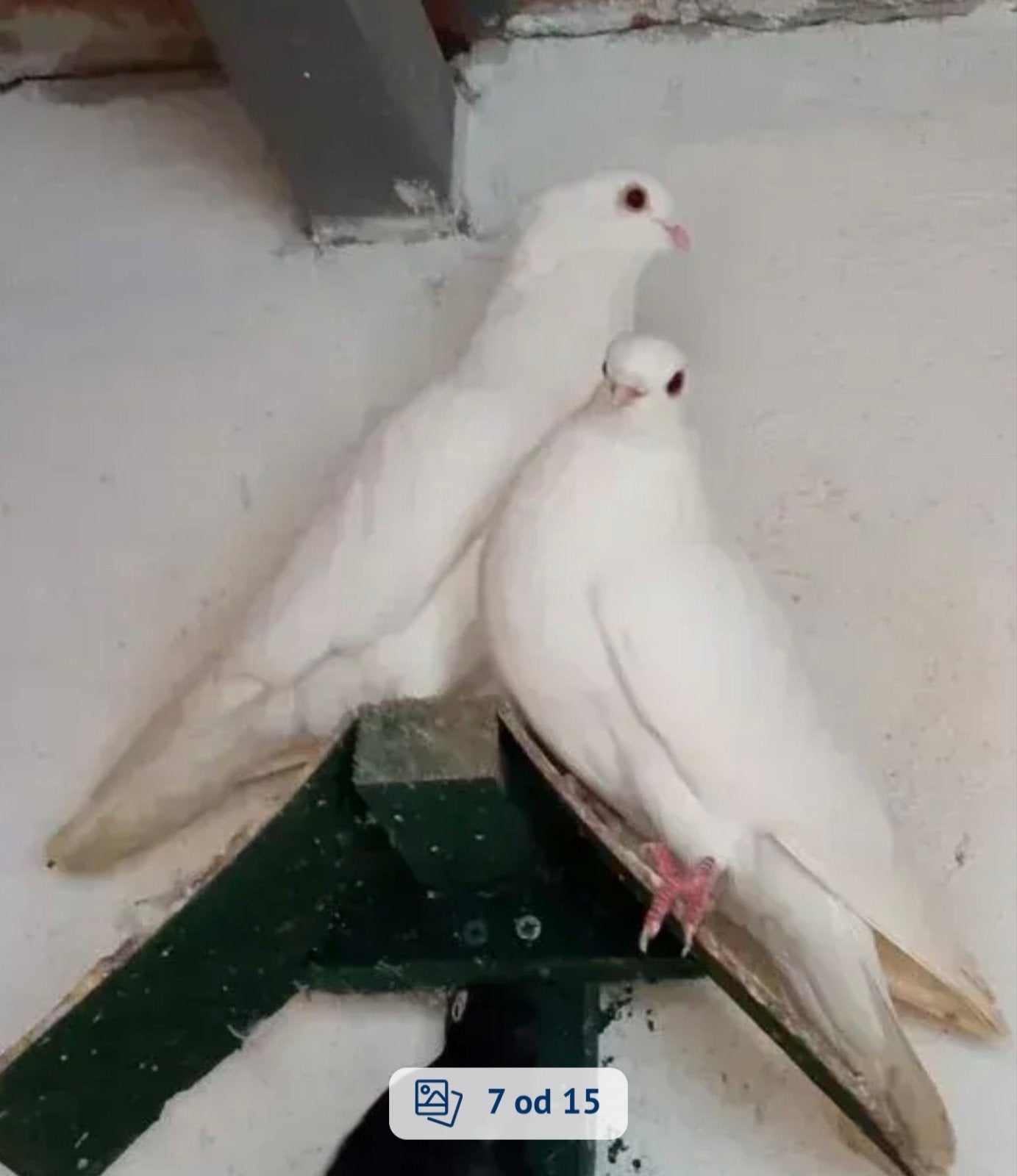 ik ben op zoek Niski Hoogvliegers witte, Vrouwelijk