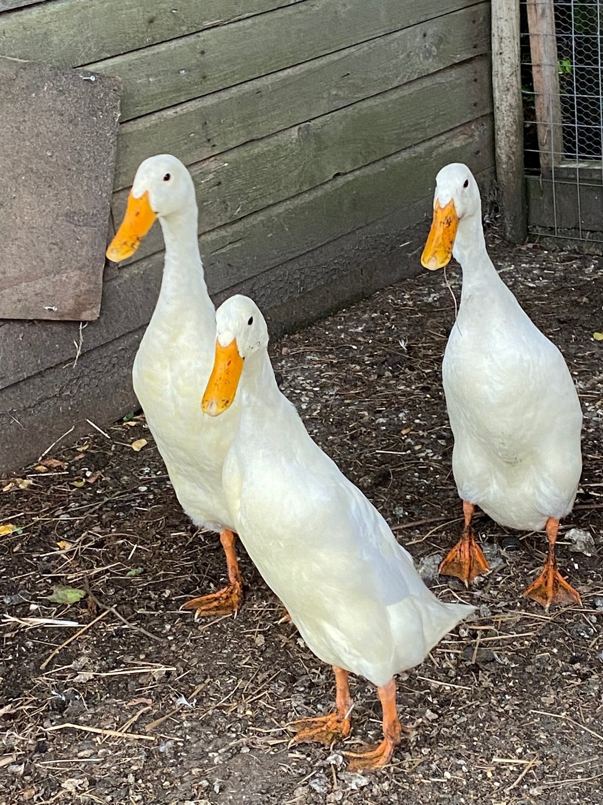 Witte loopeenden, Meerdere dieren, Eend