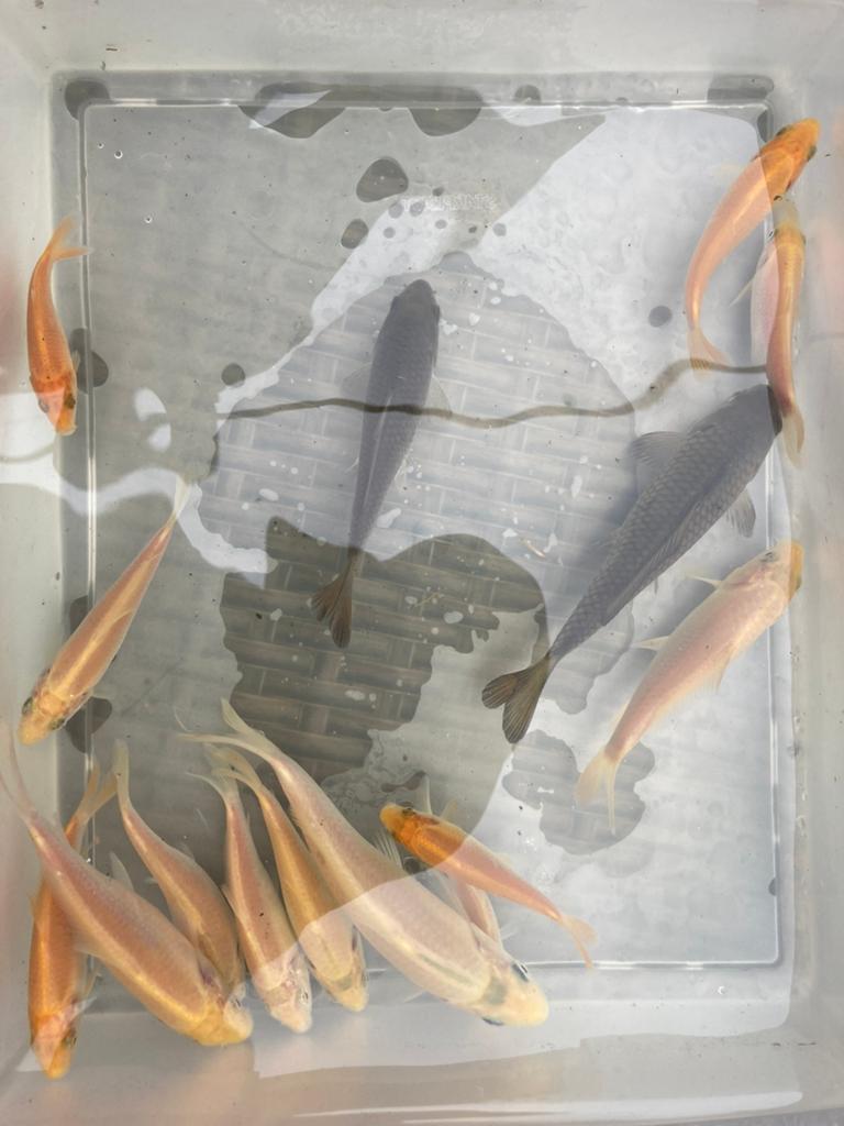 babykoi vanaf 1euro per cm, Karper of Koi