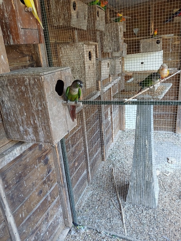 vogels, Dieren en Toebehoren, Meerdere dieren, Parkiet
