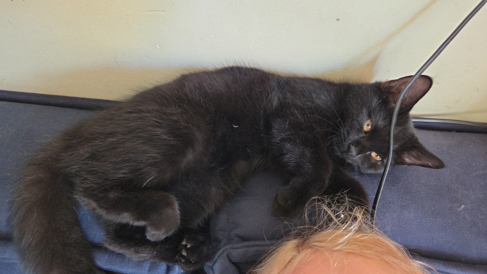 lieve kitten kater, Dieren en Toebehoren, Katten en Kittens | Overige Katten, Kater, Kortharig, 0 tot 2 jaar