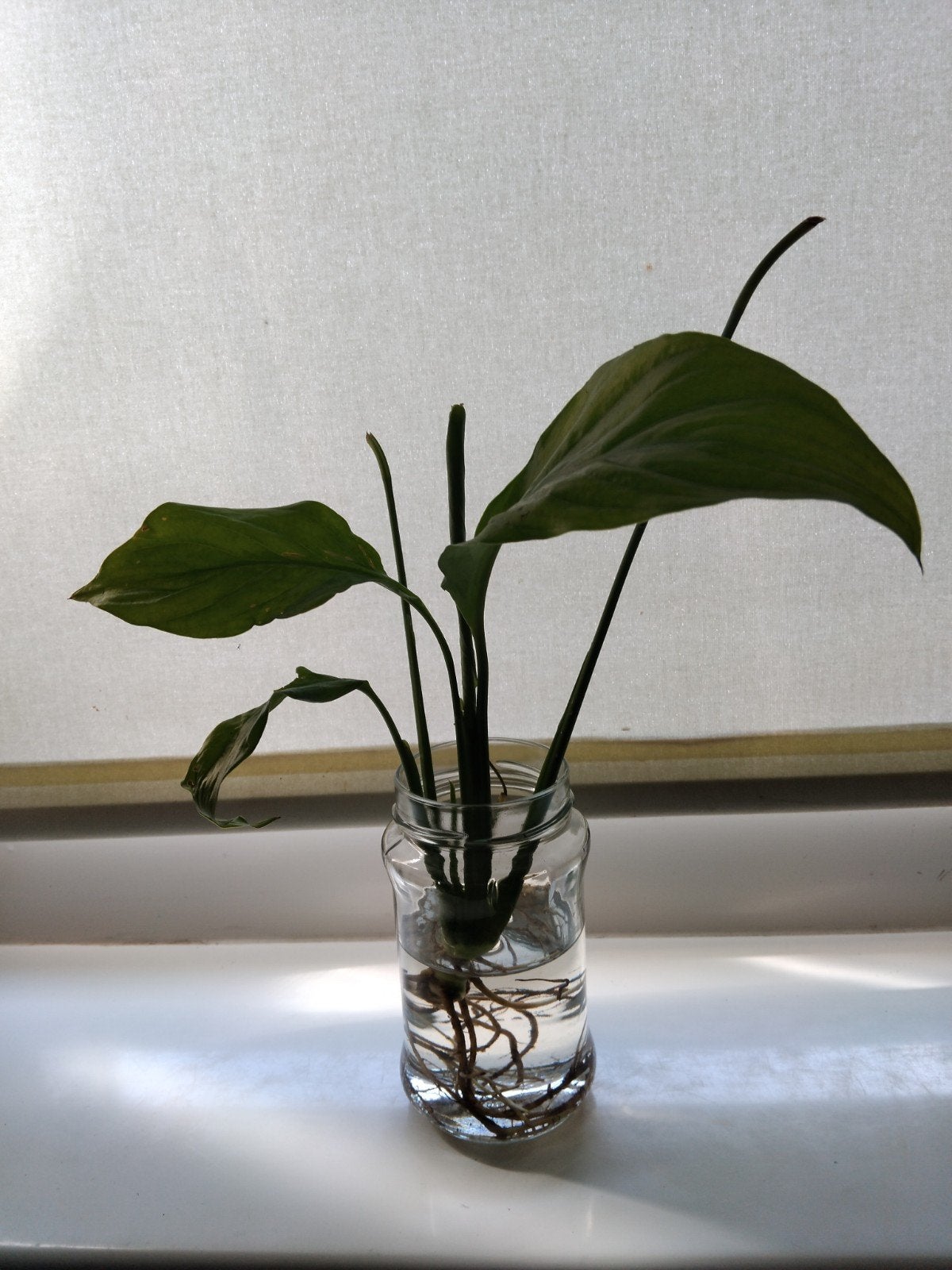 Stek Lepelplant, Bloeiende kamerplant, Ophalen, Halfschaduw, Minder dan 100 cm
