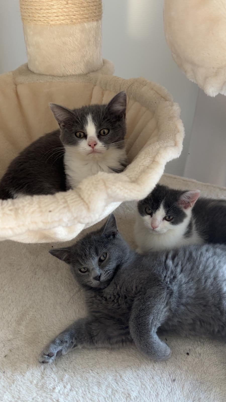 Britse korthaar kittens, Dieren en Toebehoren, Meerdere dieren, Ontwormd, 0 tot 2 jaar