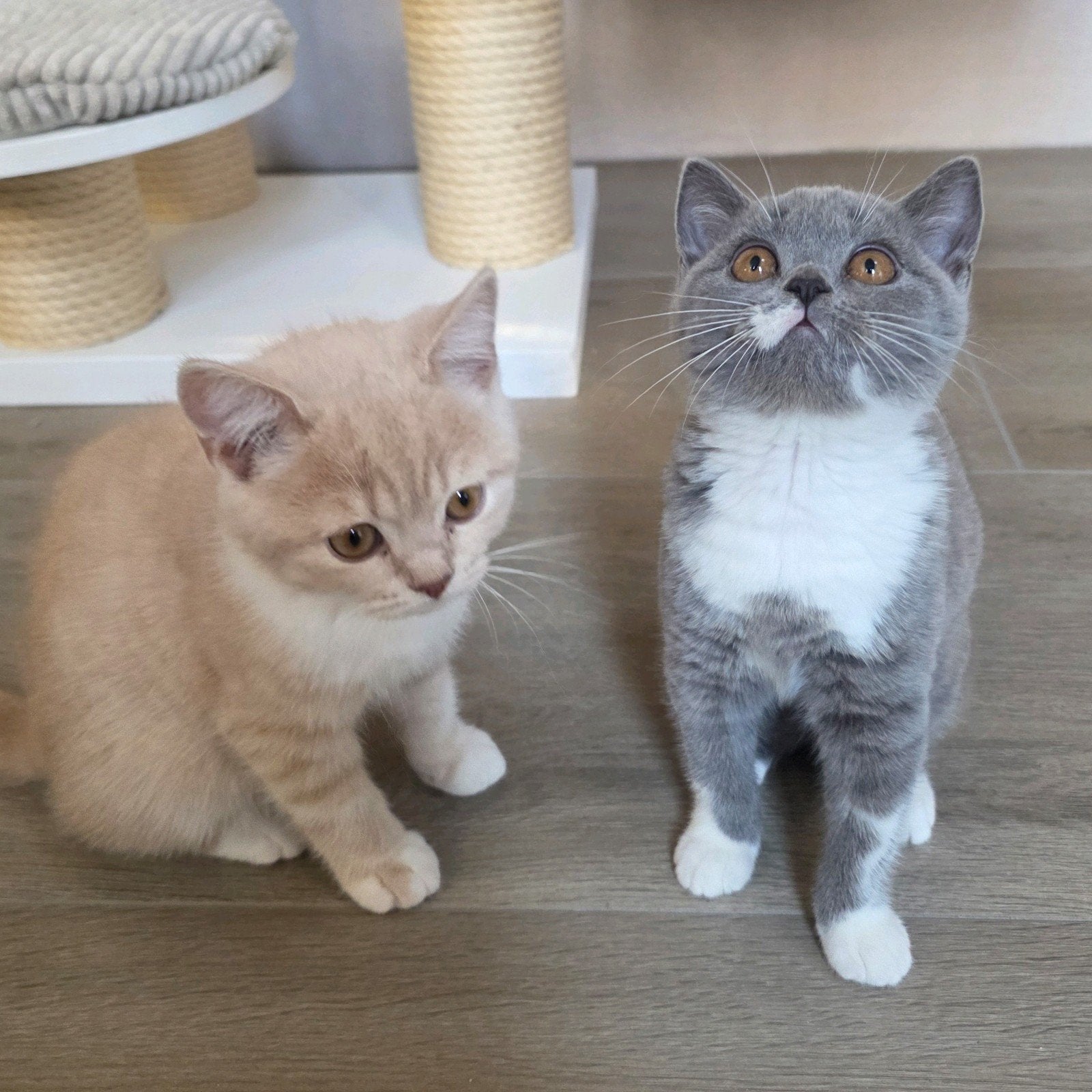 britse korthaar kittens met stamboom, Met stamboom, 0 tot 2 jaar