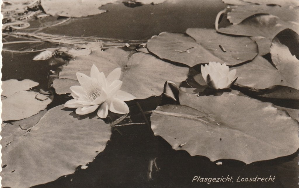 LOOSDRECHT Plasgezicht Waterlelies, Verzenden, 1940 tot 1960, Ongelopen, Noord-Holland