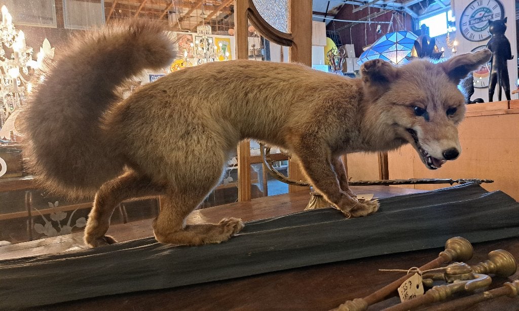 Prachtige grote opgezette vos op boomstam mooie taxidermie, Ophalen, Vogel, Opgezet dier