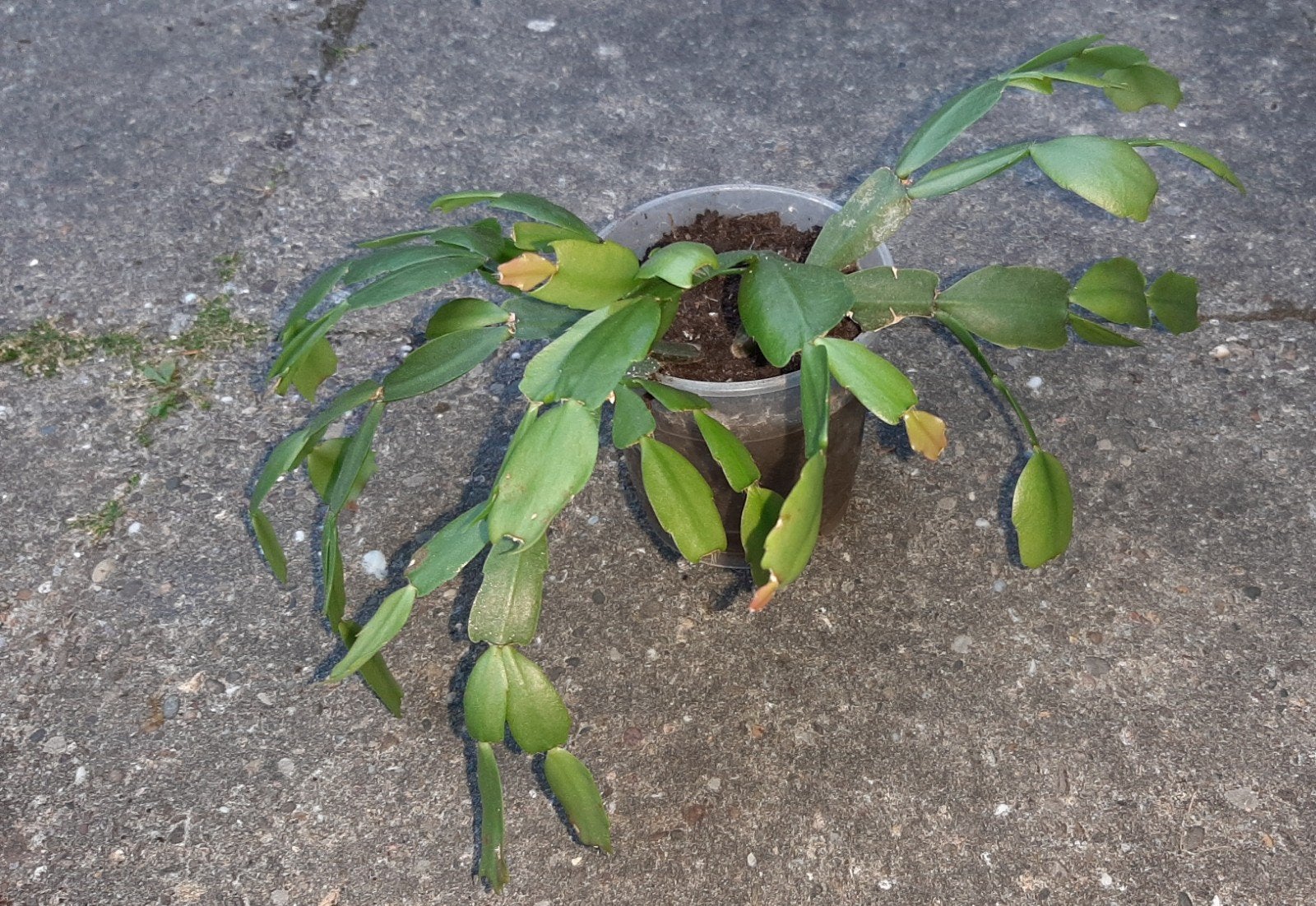 lidcactus kamerplant plant groen, Huis en Inrichting, Ophalen, Cactus, Minder dan 100 cm