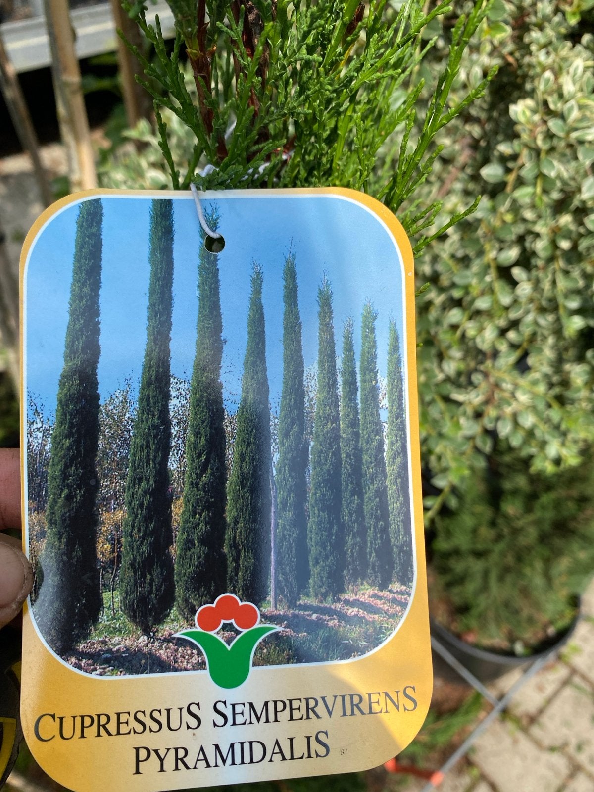 Italiaanse Cipres (Cupressus Sempervirens Pyramidalis), Bloeit niet, 100 tot 250 cm, Zuilboom, Ophalen