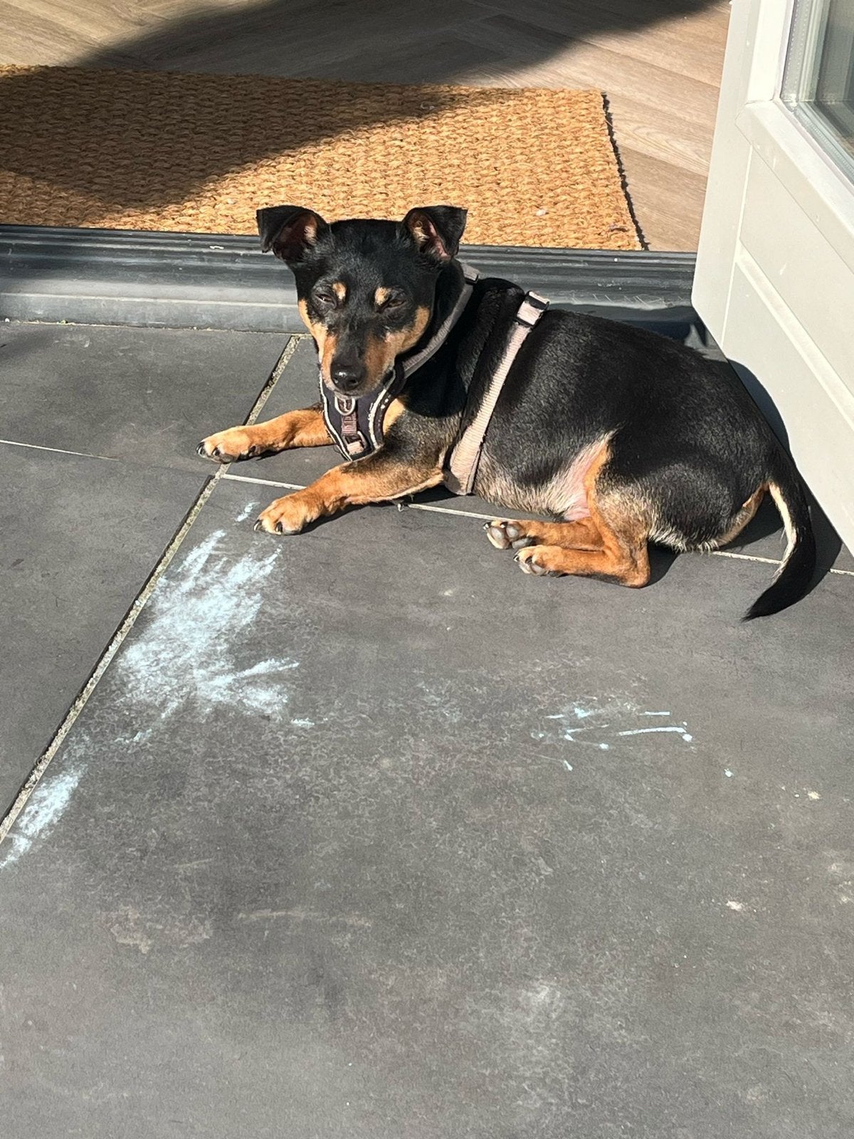 Lieve Jack Russel, 6 jaar of ouder, Parvo, Jack Russell Terriër, Reu