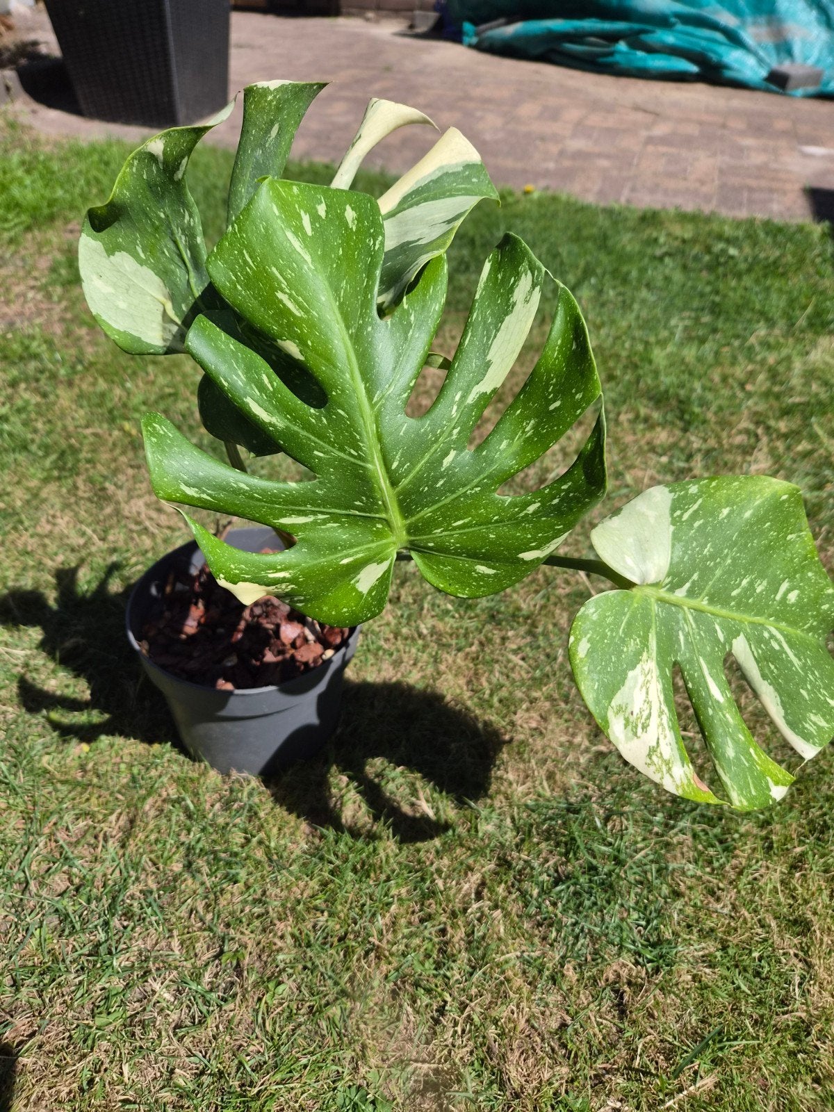 Monstera thai constellation kleine plant, Huis en Inrichting, Kamerplanten, Ophalen, Halfschaduw, Minder dan 100 cm