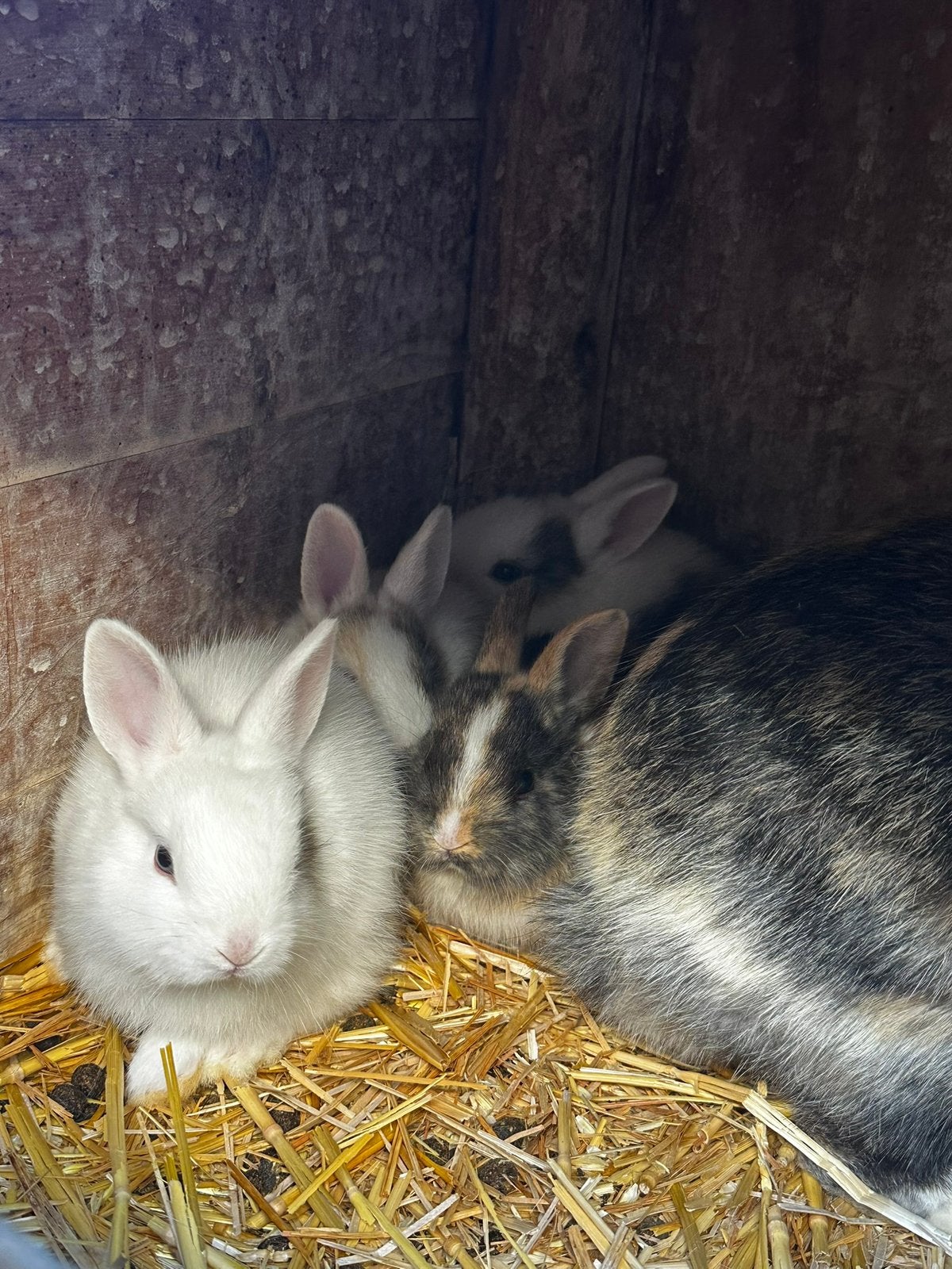 Dwerg konijntje (leeuwtjes), Meerdere dieren, Dwerg