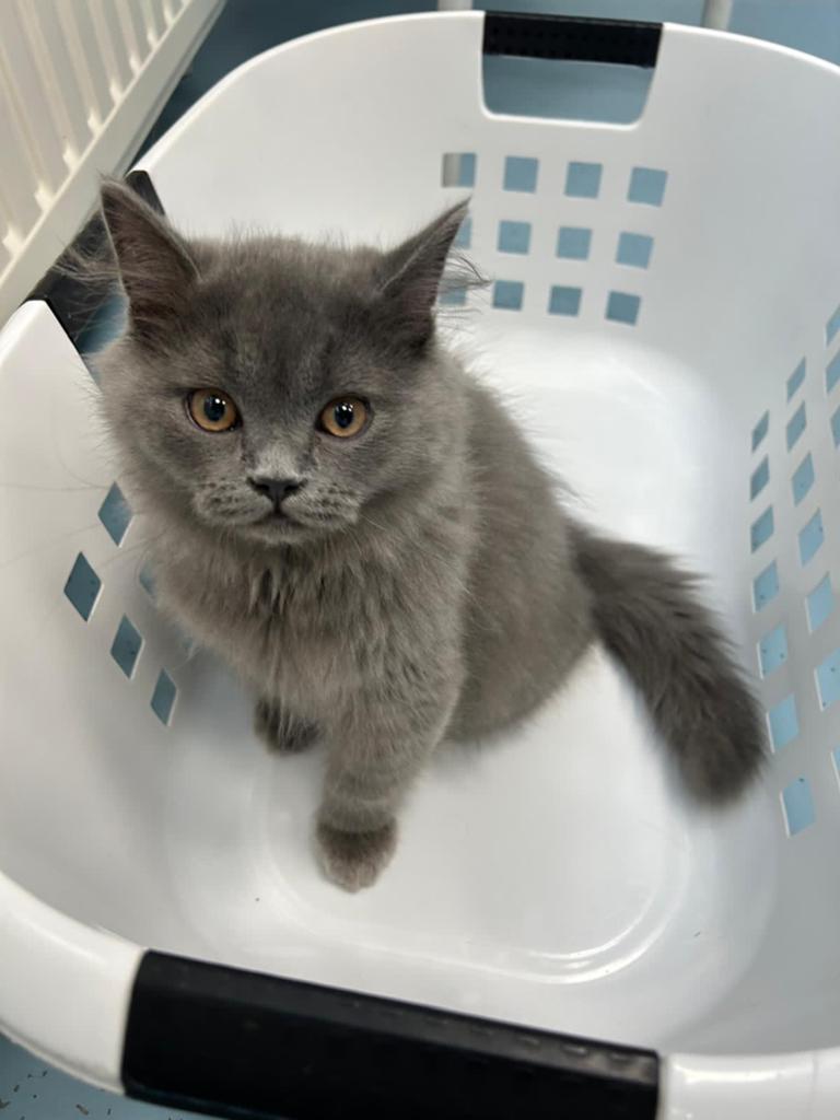 Britse Korthaar & Langhaar kittens met paspoort, Dieren en Toebehoren, Katten en Kittens | Raskatten | Korthaar, Meerdere dieren