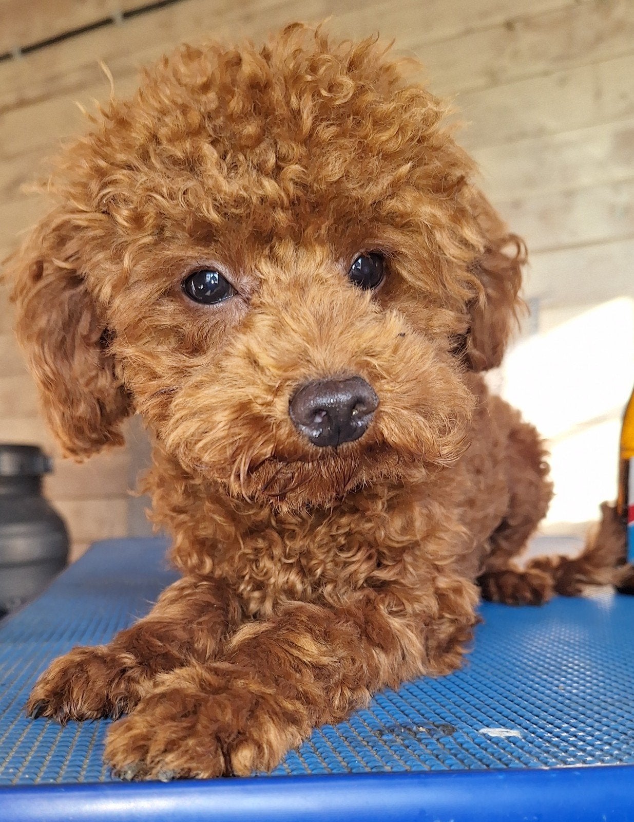 tk. toy poedel, Dieren en Toebehoren, Honden | Chihuahua's en Gezelschapshonden, Reu, Poedel, Fokker | Hobbymatig, Eén hond, Buitenland